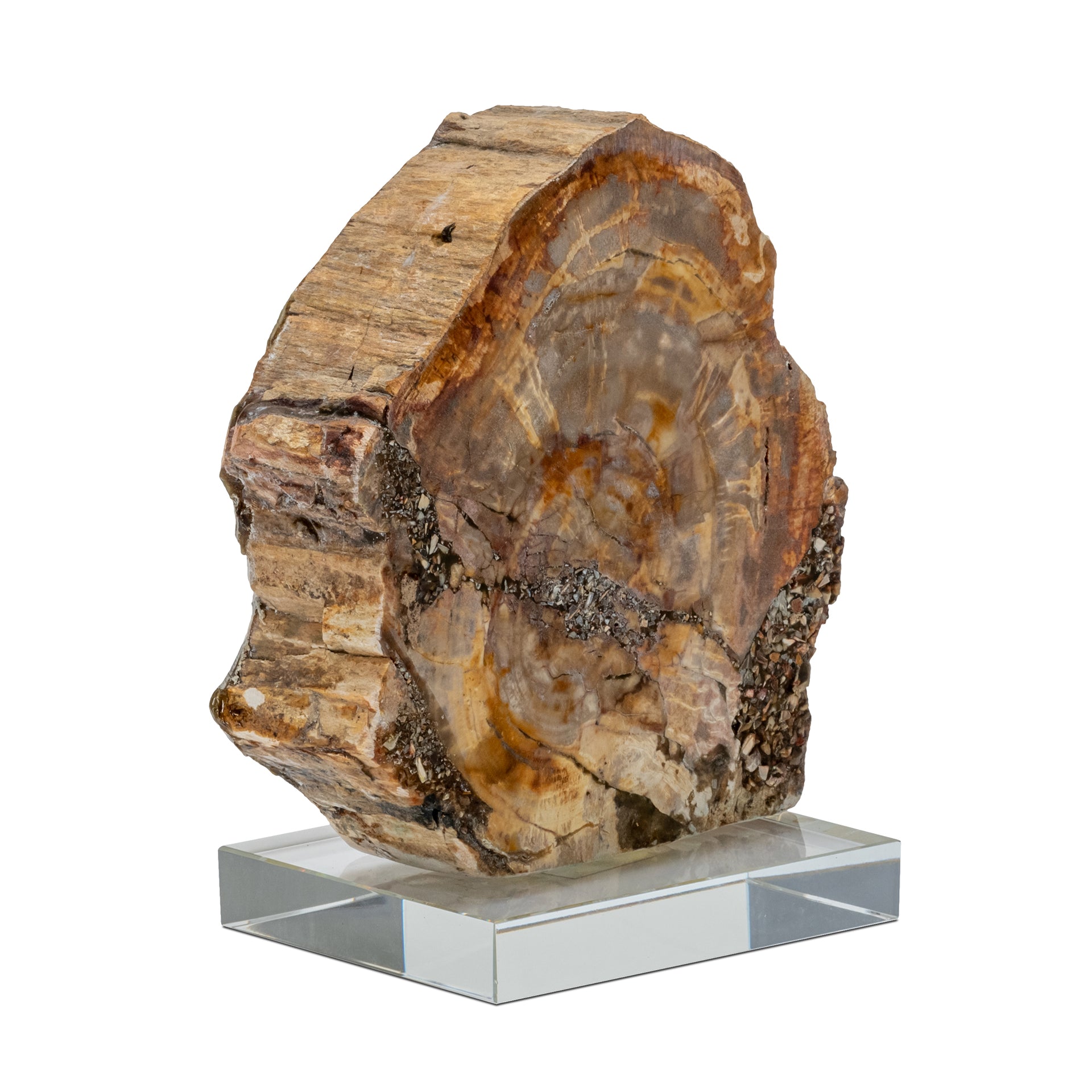 CLAUDE TREE FOSSIL DECOR